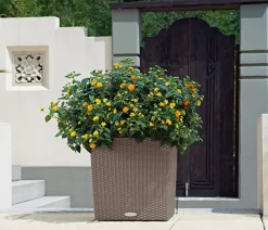 LECHUZA® Kunststoff-Topf Cube Cottage, quadratisch Hellbraun Sale