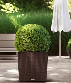 LECHUZA® Lechuza Pflanzgefäße & Töpfe|Blumentöpfe & Übertöpfe - Kunststoff-Topf Cube Cottage, quadratisch Dunkelbraun