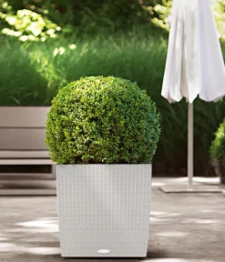 LECHUZA® Lechuza Pflanzgefäße & Töpfe|Blumentöpfe & Übertöpfe > Kunststoff-Topf Cube Cottage, quadratisch