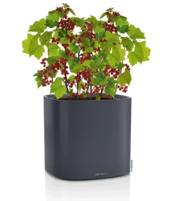LECHUZA® Lechuza Pflanzgefäße & Töpfe|Blumentöpfe & Übertöpfe > Kunststoff-Topf PILA Color Planter, quadratisch, ca. B35/H33/T35 cm