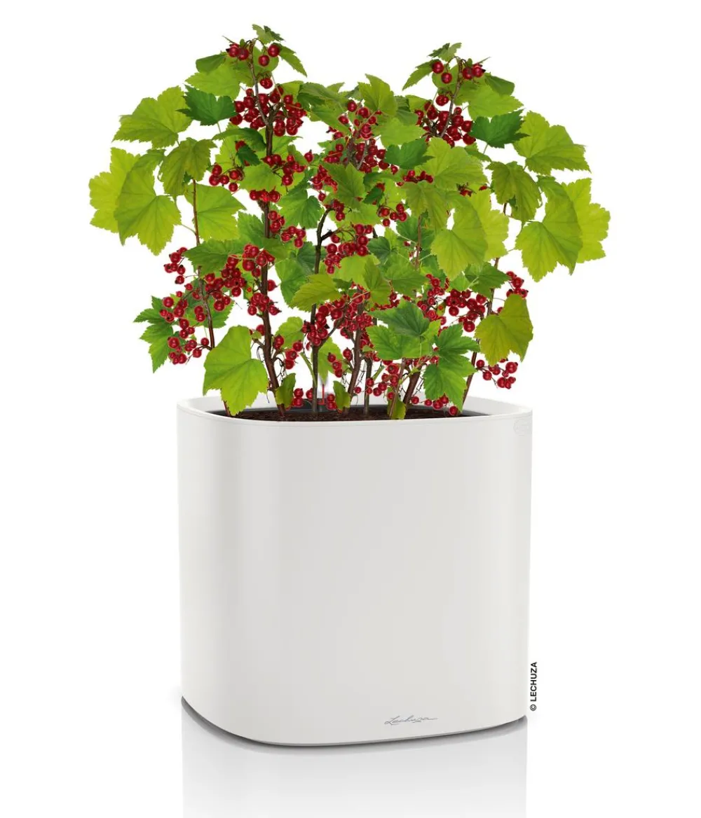 LECHUZA® Lechuza Pflanzgefäße & Töpfe|Blumentöpfe & Übertöpfe - Kunststoff-Topf PILA Color Planter, quadratisch, ca. B35/H33/T35 cm Hellgrau