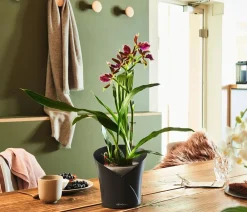 LECHUZA® Lechuza Tischgefäße|Lechuza Pflanzgefäße & Töpfe > ORCHIDEA, All-in-One Set, ca. Ø18/H20 cm