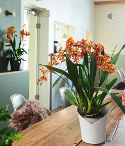 LECHUZA® ORCHIDEA, All-in-One Set, ca. Ø18/H20 cm Weiß Hot