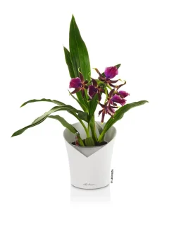 LECHUZA® ORCHIDEA, All-in-One Set, ca. Ø18/H20 cm Weiß Hot