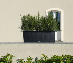 LECHUZA® Pflanzkübel & Blumenkästen|Lechuza Pflanzgefäße & Töpfe > Polyrattan-Kasten Trio Cottage, rechteckig