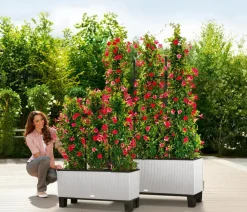 LECHUZA® Pflanzkübel & Blumenkästen|Lechuza Pflanzgefäße & Töpfe > Polyrattan-Kasten Trio Cottage, rechteckig