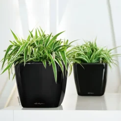 LECHUZA® Lechuza Pflanzgefäße & Töpfe|Lechuza Tischgefäße > QUADRO LS, All-in-One-Set