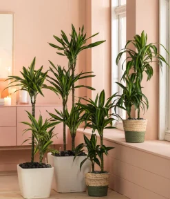 LECHUZA® QUADRO LS, All-in-One-Set Weiß Sale