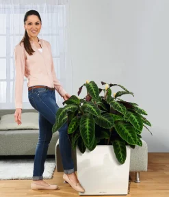 LECHUZA® Rolluntersetzer für CLASSICO/QUADRO Schwarz Sale