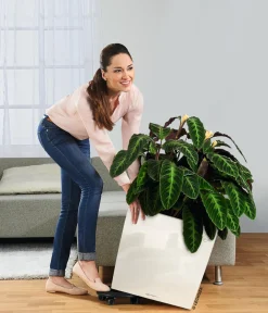 LECHUZA® Rolluntersetzer für CLASSICO/QUADRO Schwarz Sale