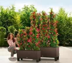LECHUZA® Trio Cottage Rankgitter, , ca. B113/H170 cm Schwarz Hot