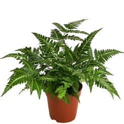 Dehner Lederblattfarn - Rumohra adiantiformis Grün Outlet
