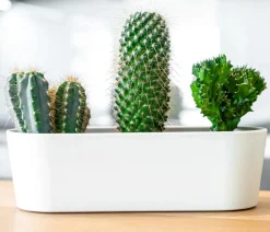 LENI Blumenampeln & -Schalen - Kunststoff-Jardiniere Flori, oval, ca. B36/H11/T14 cm Schilfgrün