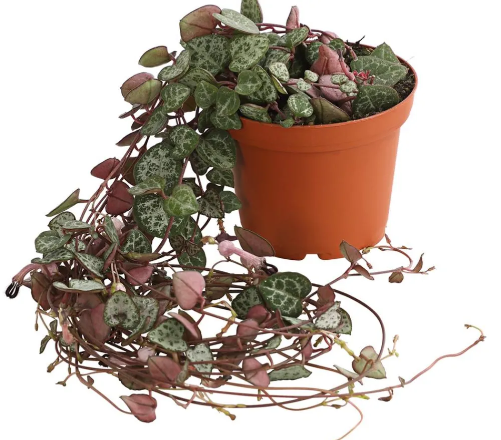 Dehner Hängepflanzen|Grünpflanzen > Leuchterblume - Ceropegia woodii, Ampel