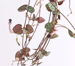 Dehner Hängepflanzen|Grünpflanzen > Leuchterblume - Ceropegia woodii, Ampel