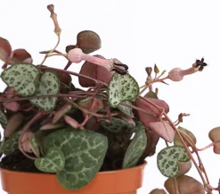 Dehner Leuchterblume - Ceropegia woodii, Ampel