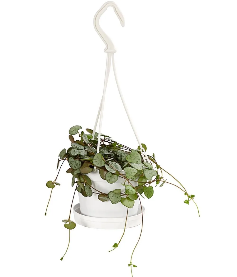 Dehner Leuchterblume - Ceropegia woodii New