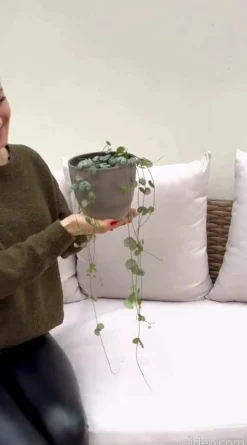 Dehner Leuchterblume - Ceropegia woodii New