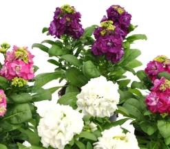 Dehner Sommerblumen - Levkoje, verschiedene Farben, 6er Schale
