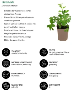 Dehner Garten- & Heilkräuter|Küchenkräuter - Liebstock Grün