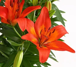 Dehner Lilie Rot Online
