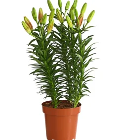 Dehner Lilie Apricot Clearance