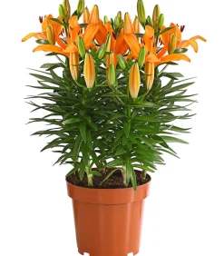 Dehner Sommerstauden - Lilie Orange