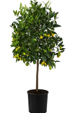 Dehner Limette 'Limequat' Hellgrün Best