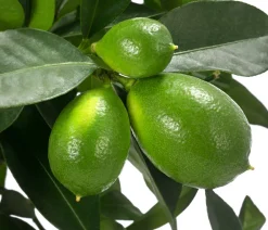 Dehner Zitruspflanzen|Terrassenpflanzen > Limette 'Limequat'