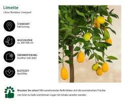 Dehner Zitruspflanzen|Terrassenpflanzen > Limette 'Limequat'
