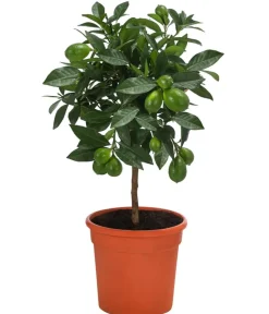 Dehner Zitruspflanzen|Terrassenpflanzen > Limette 'Limequat'