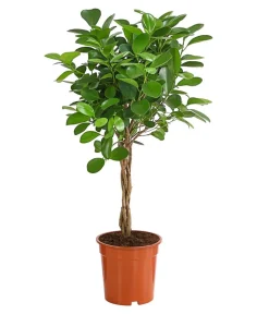 Dehner Grünpflanzen > Lorbeer-Feige - Ficus microcarpa 'Moclame', Stämmchen