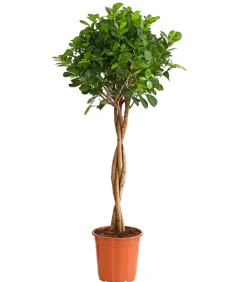 Dehner Lorbeer-Feige - Ficus microcarpa 'Moclame', Stämmchen Grün Discount