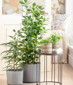 Dehner Lorbeer-Feige - Ficus microcarpa 'Moclame', Spalier Grün Outlet