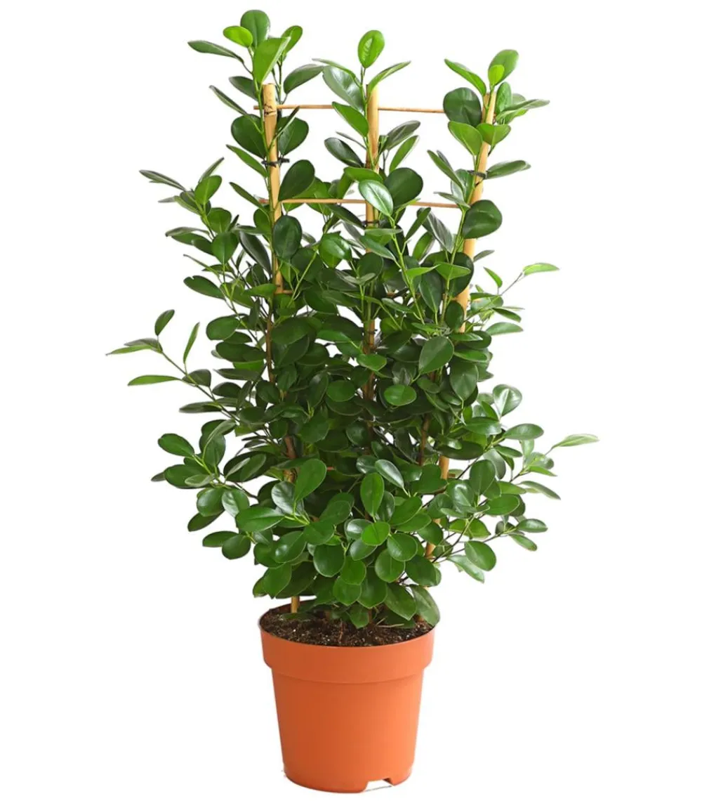Dehner Lorbeer-Feige - Ficus microcarpa 'Moclame', Spalier Grün Outlet
