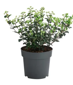 Dehner Laubgehölze|Blühende Sträucher > Lorbeer-Schneeball 'Fairy Stars' ®