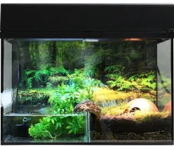 Lucky Reptile Terrarium - Starter Kit Komplettset Bombina/Pacman, ca. B50/H40/T28 cm Schwarz