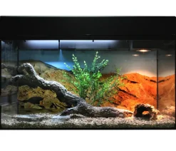 Lucky Reptile Terrarium > Starter Kit Komplettset Bartagame, ca. B80/H52/T40 cm