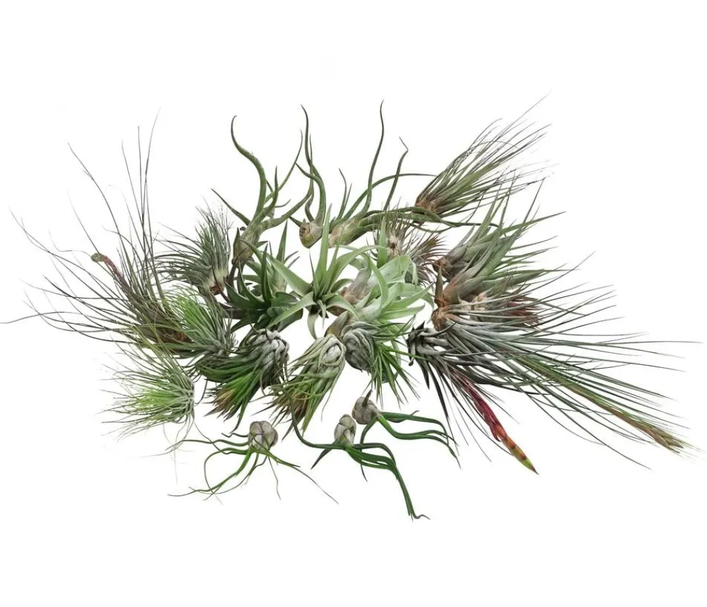 Dehner Luftnelken-Set - Tillandsia, verschiedene Sorten, 27-teilig Discount