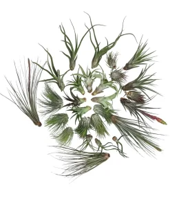 Dehner Luftnelken-Set - Tillandsia, verschiedene Sorten, 27-teilig Discount
