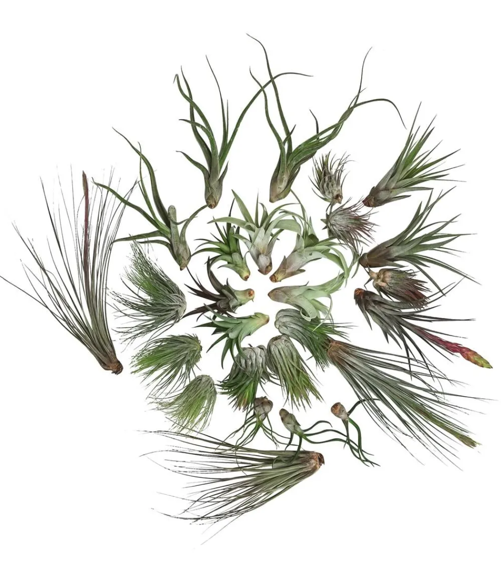 Dehner Luftnelken-Set - Tillandsia, verschiedene Sorten, 27-teilig Discount