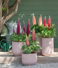 Dehner Sommerstauden > Lupine, verschiedene Sorten