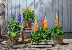 Dehner Sommerstauden > Lupine, verschiedene Sorten