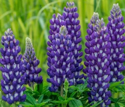 Dehner Lupine, verschiedene Sorten Discount