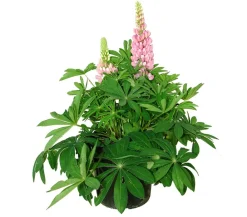 Dehner Lupine, verschiedene Sorten Discount