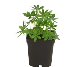 Dehner Sommerstauden - Lupine, verschiedene Sorten