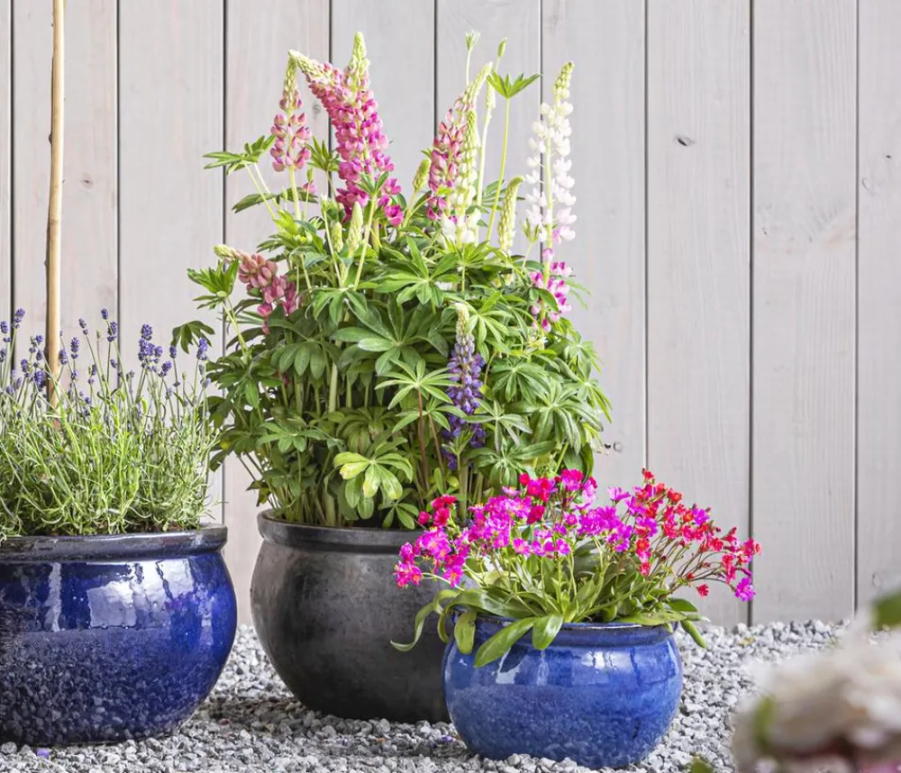Dehner Sommerstauden - Lupine 'West Country', verschiedene Farben