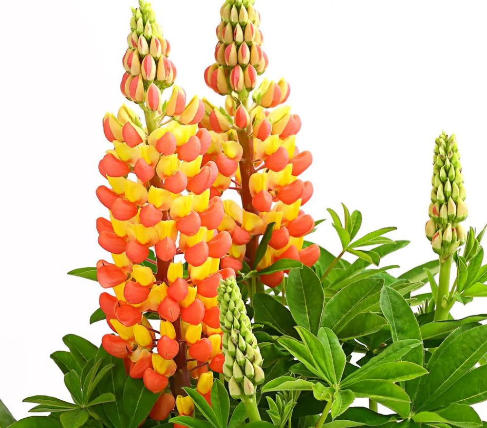 Dehner Sommerstauden - Lupine 'West Country', verschiedene Farben