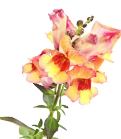 Dehner Löwenmäulchen Apricot