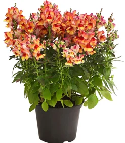Dehner Löwenmäulchen Apricot